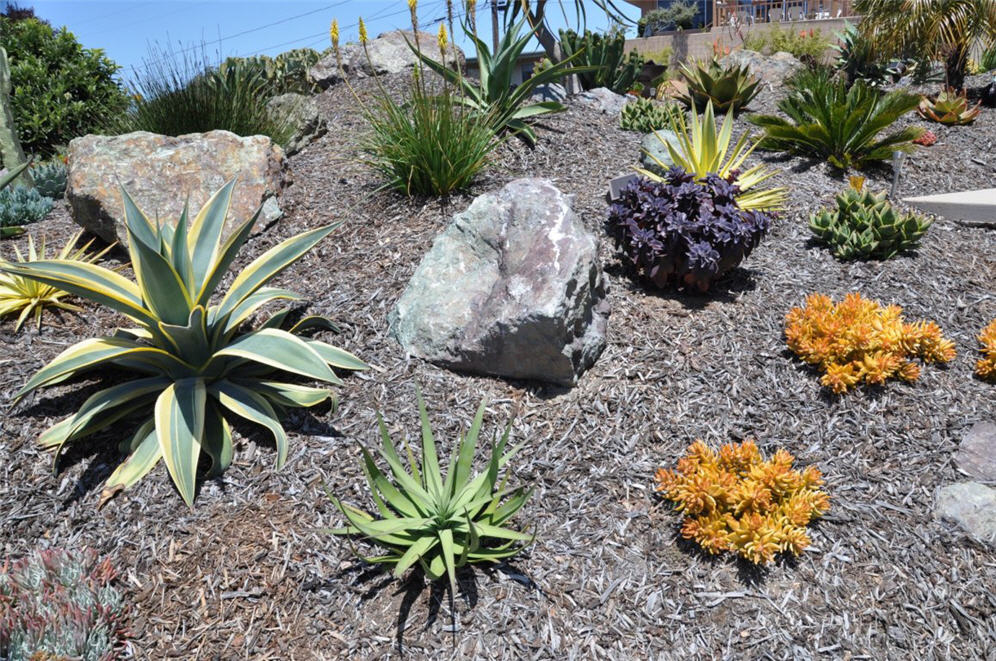 Succulent Hill Beauties