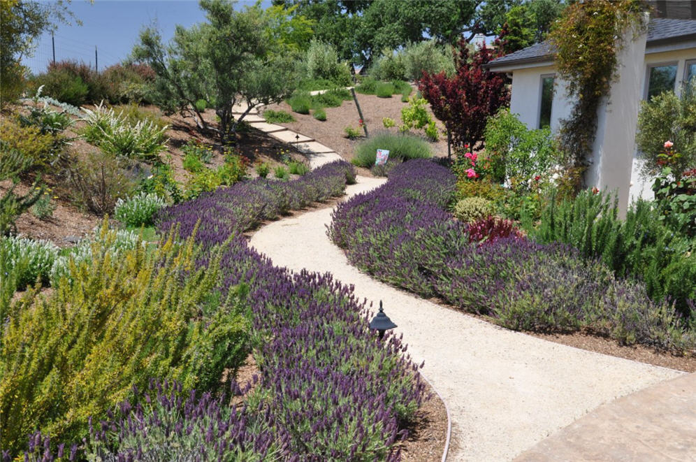 Walk Through Lavender lane