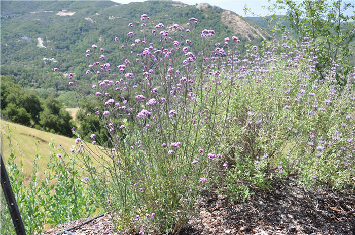 Plant photo of: Verbena bonariensis