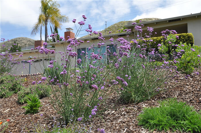 Plant photo of: Verbena bonariensis