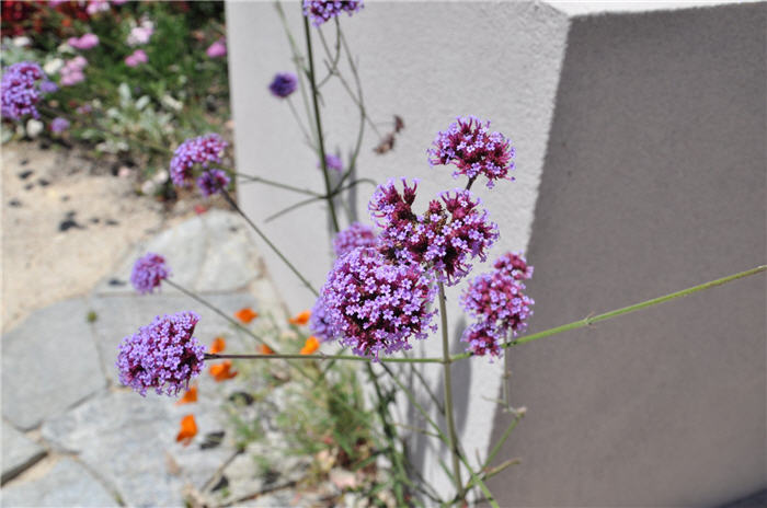 Plant photo of: Verbena bonariensis