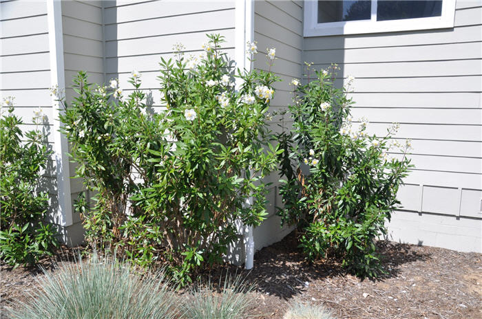 Plant photo of: Carpenteria californica