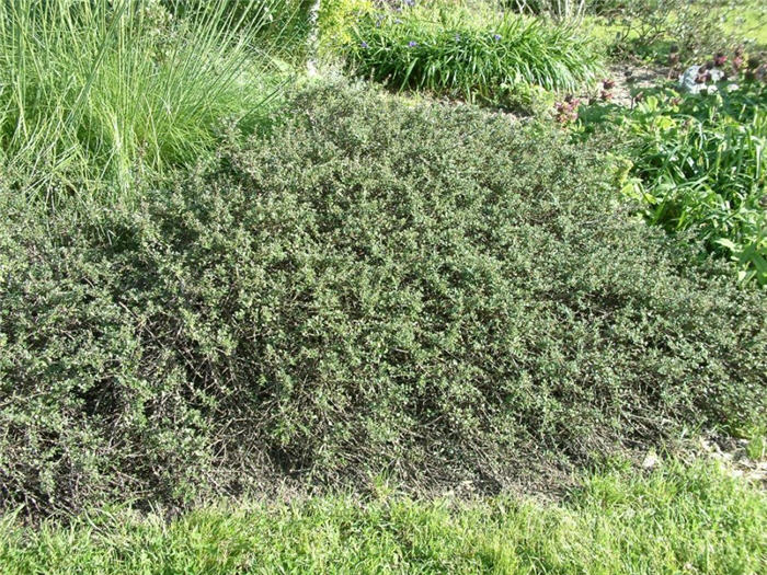 Plant photo of: Artemisia californica