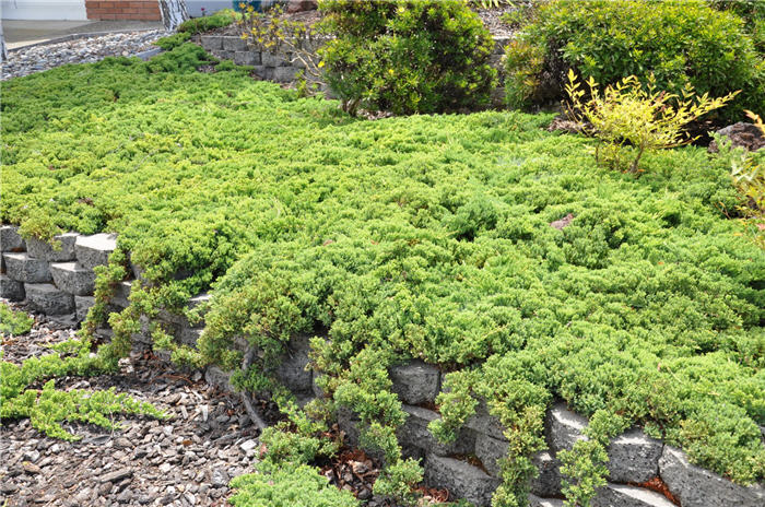 Plant photo of: Juniperus procumbens 'Nana'