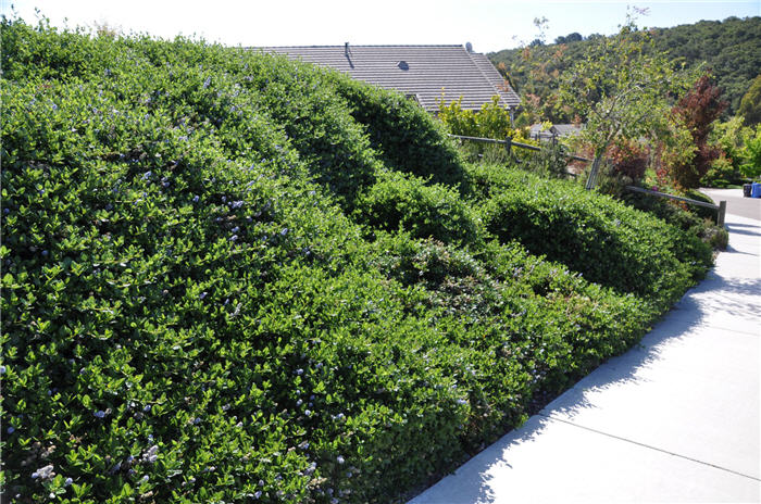 Plant photo of: Ceanothus griseus horizontalis