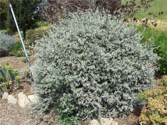 Plant photo of: Teucrium fruticans 'Azurea'