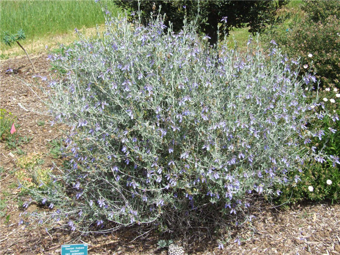 Plant photo of: Teucrium fruticans 'Azurea'