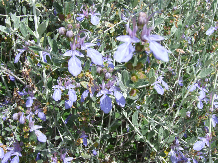 Plant photo of: Teucrium fruticans 'Azurea'