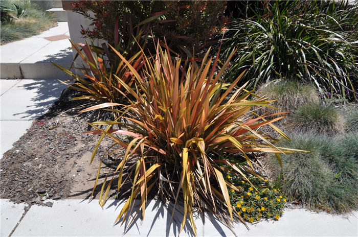 Plant photo of: Phormium tenax 'Rainbow Warrior'