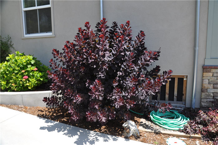 Plant photo of: Cotinus coggygria 'Royal Purple'