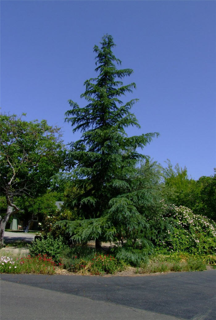 Plant photo of: Cedrus deodara