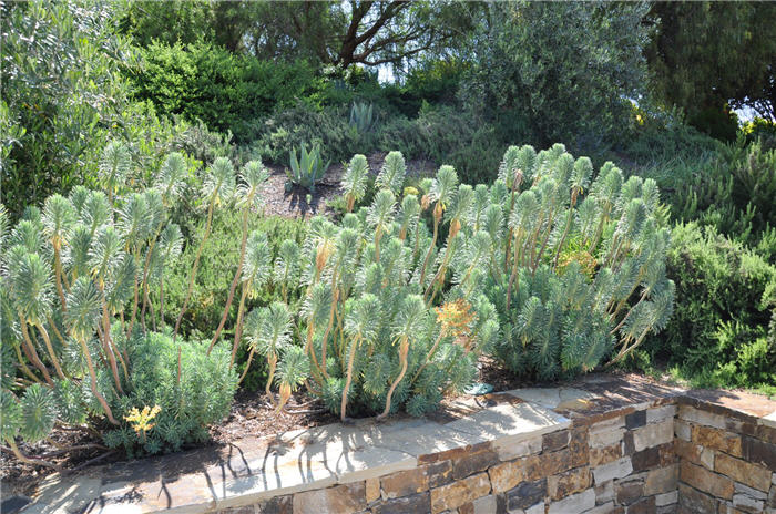 Plant photo of: Euphorbia characias