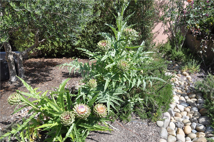 Plant photo of: Cynara scolymus