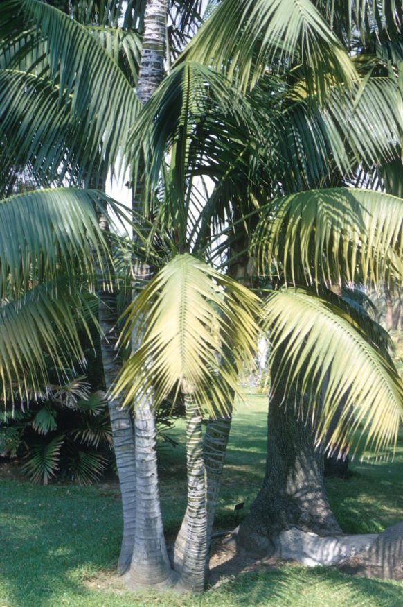 Plant photo of: Howea forsteriana