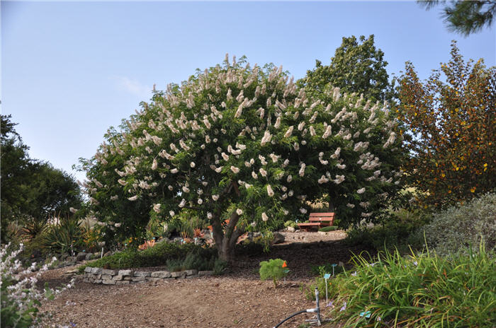 Plant photo of: Aesculus californica