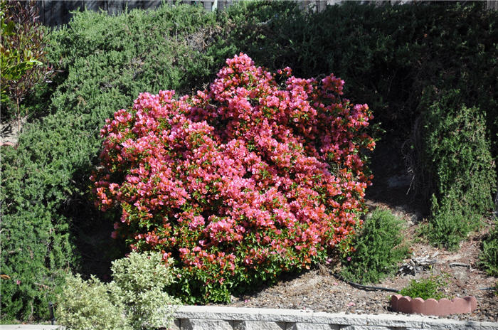 Plant photo of: Bougainvillea 'Rosenka'