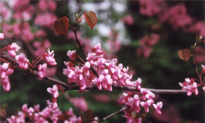 Plant photo of: Cercis canadensis