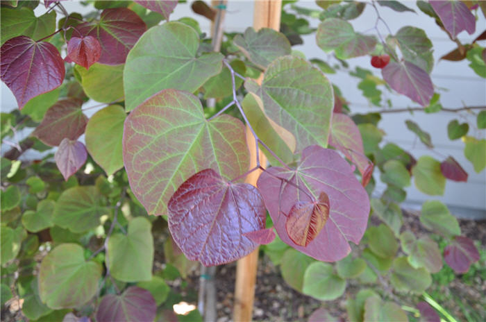 Plant photo of: Cercis canadensis