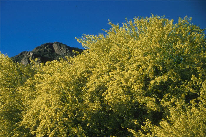 Plant photo of: Cercidium floridum