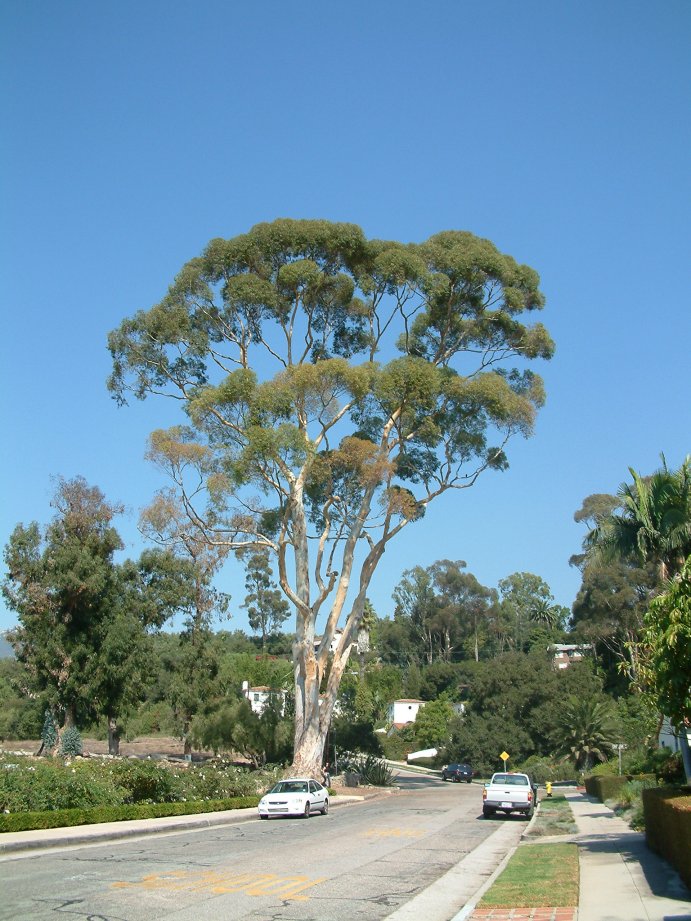 Plant photo of: Eucalyptus leucoxylon