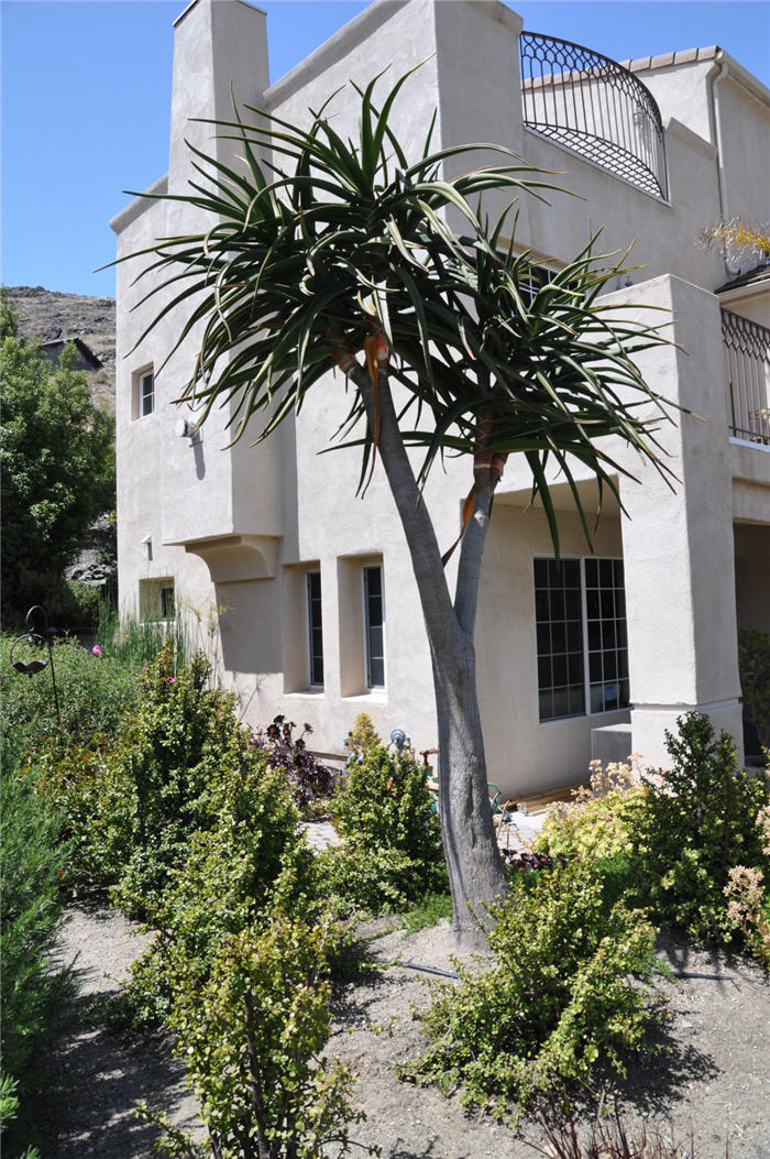 Plant photo of: Aloe barberae