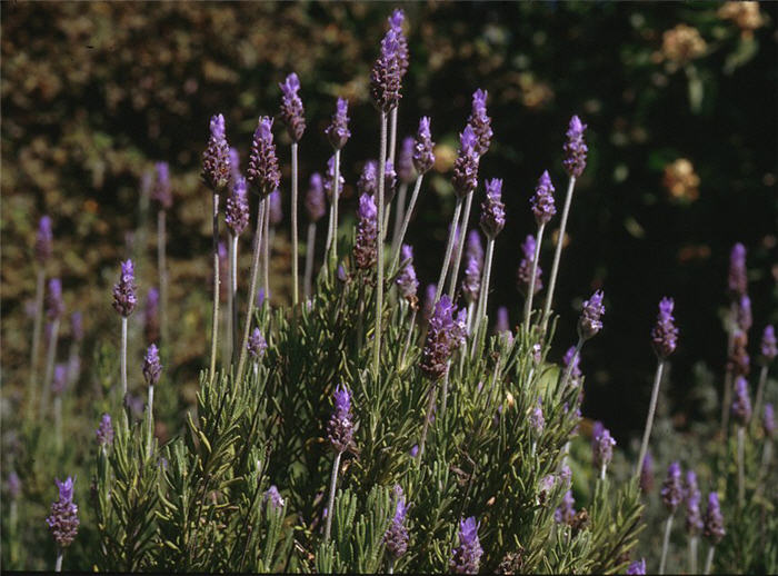 Plant photo of: Lavandula dentata