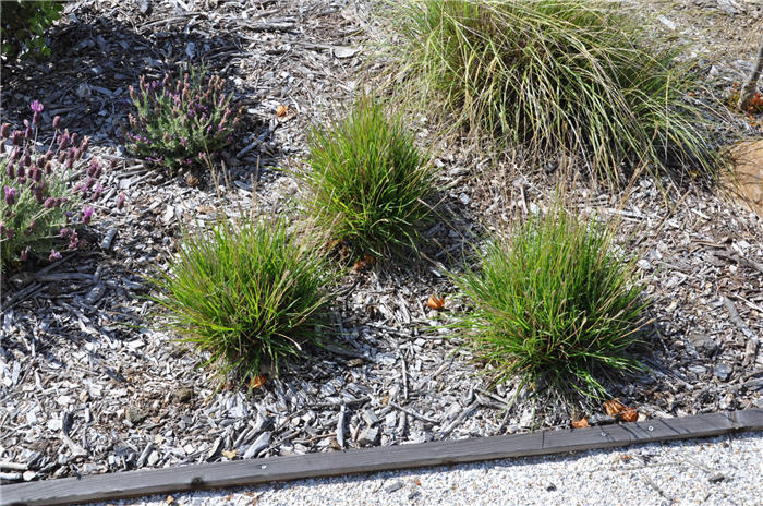 Plant photo of: Sesleria caerulea