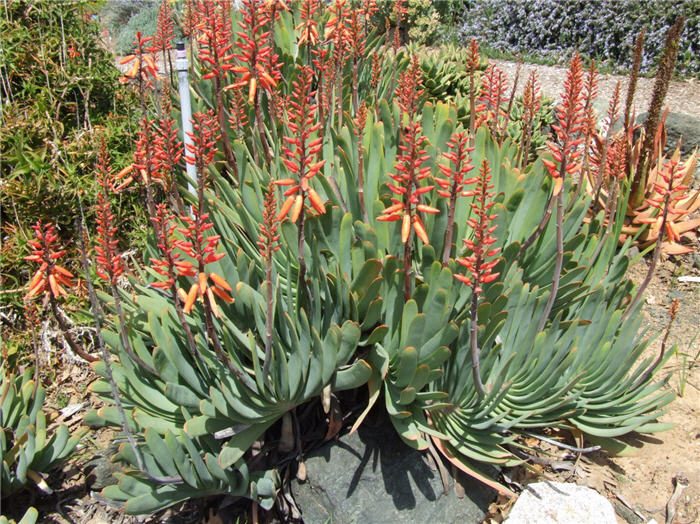 Plant photo of: Aloe plicatilis