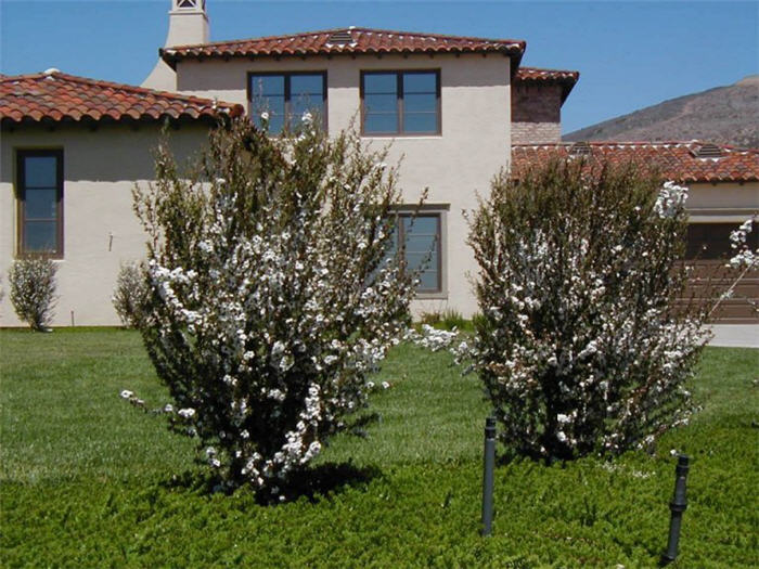 Plant photo of: Leptospermum scoparium 'Album Flore Plen