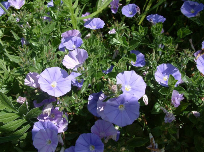 Plant photo of: Convolvulus sabatius