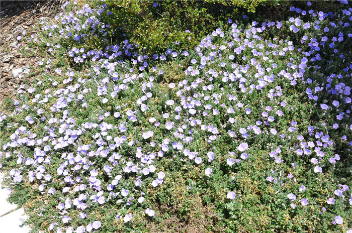 Plant photo of: Convolvulus sabatius