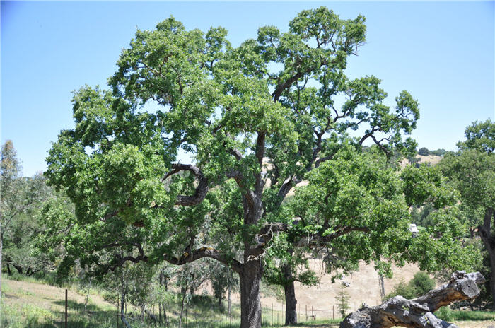 Plant photo of: Quercus lobata