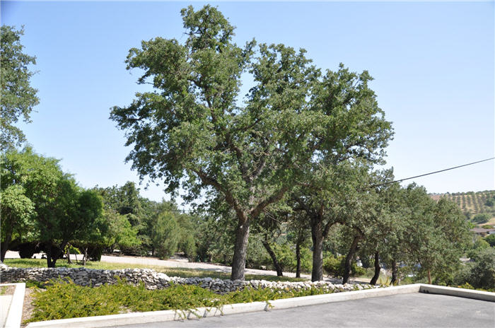 Plant photo of: Quercus lobata