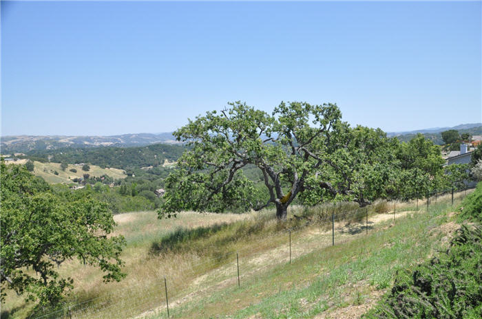 Plant photo of: Quercus lobata