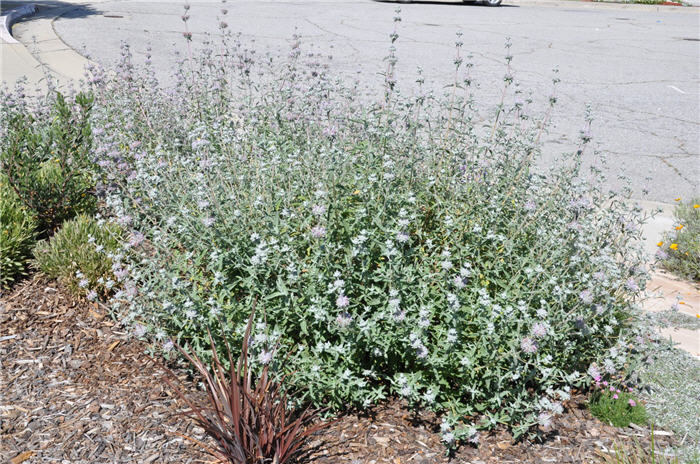 Plant photo of: Salvia leucophylla