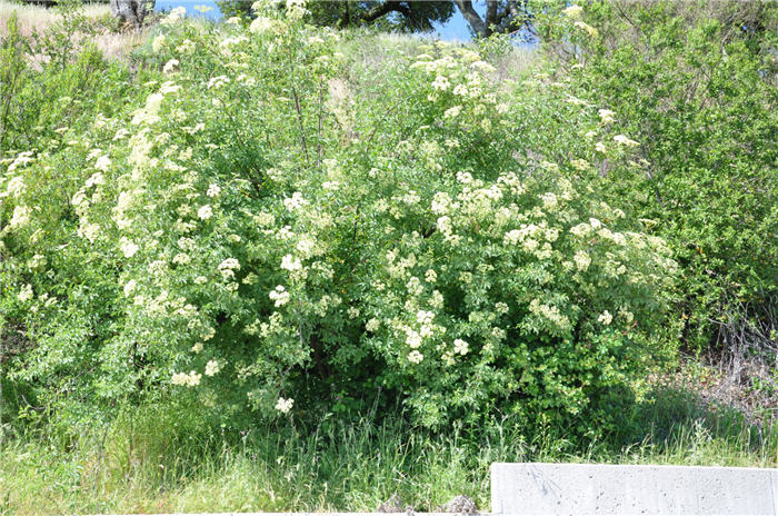 Plant photo of: Sambucus mexicana