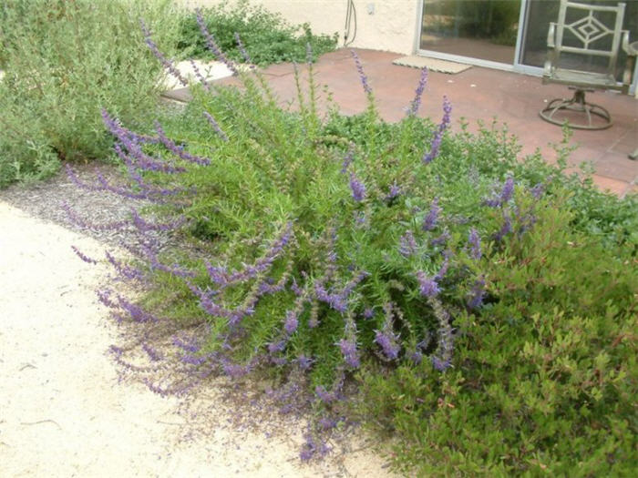 Plant photo of: Trichostema lanatum