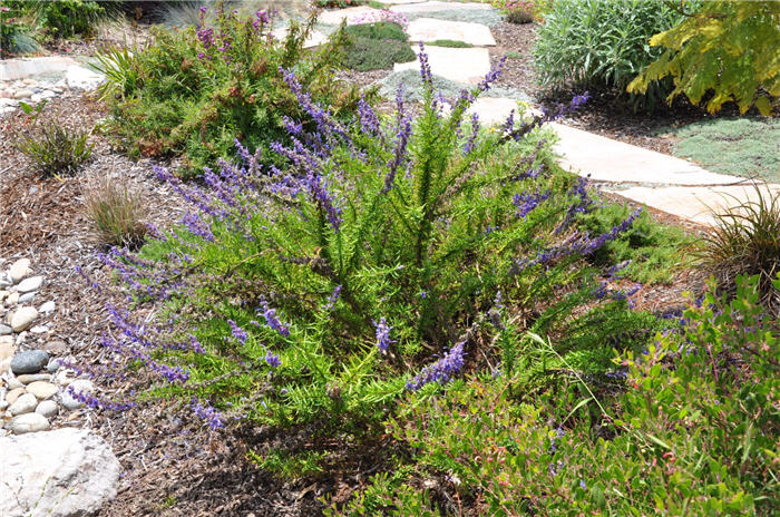 Plant photo of: Trichostema lanatum