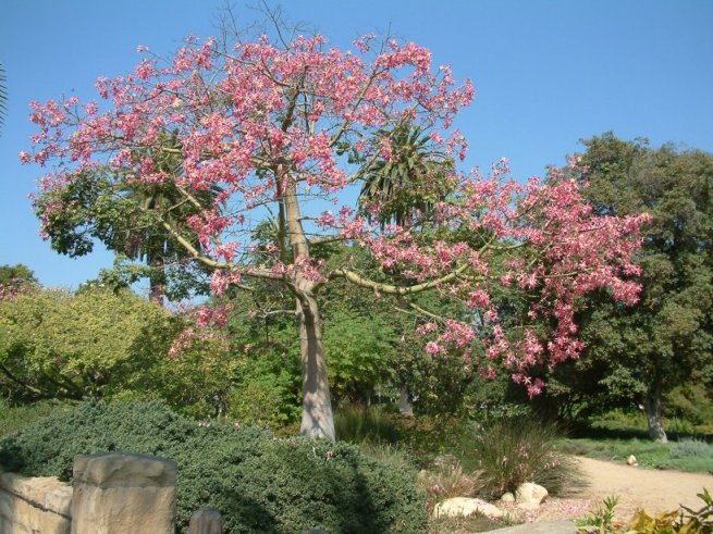 Plant photo of: Ceiba speciosa