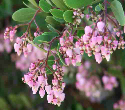 Plant photo of: Arctostaphylos bakeri 'Louis Edmunds'