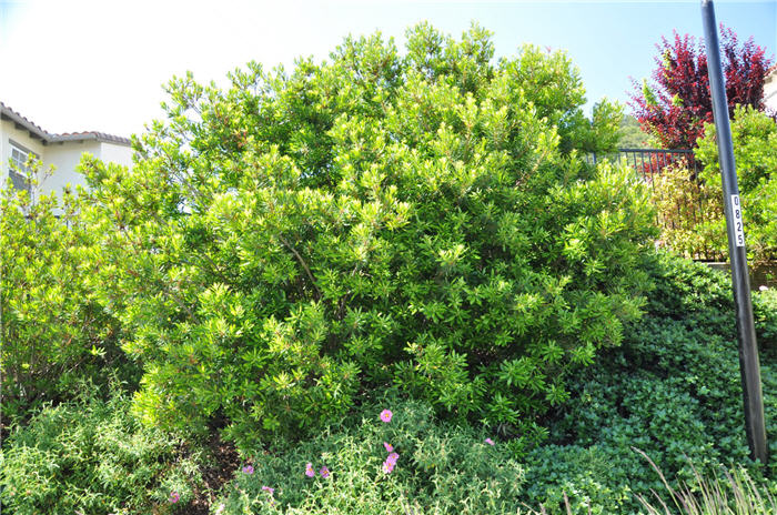 Plant photo of: Myrica californica