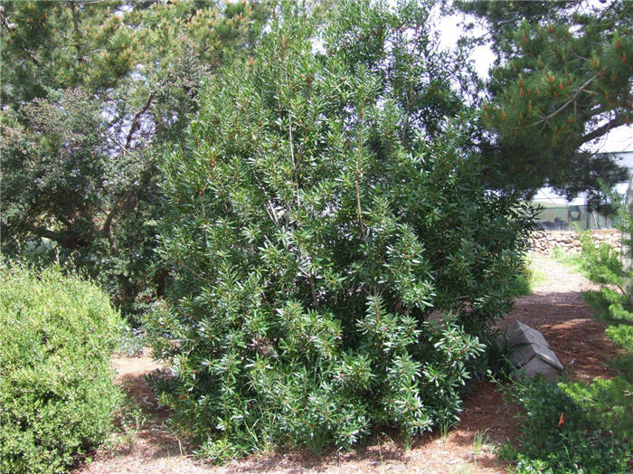 Plant photo of: Myrica californica