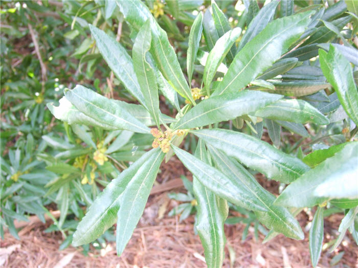 Plant photo of: Myrica californica