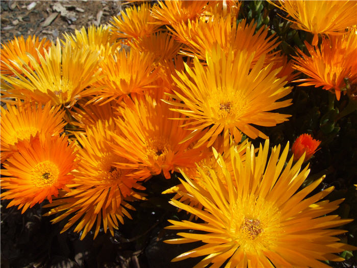 Plant photo of: Lampranthus aurantiacus