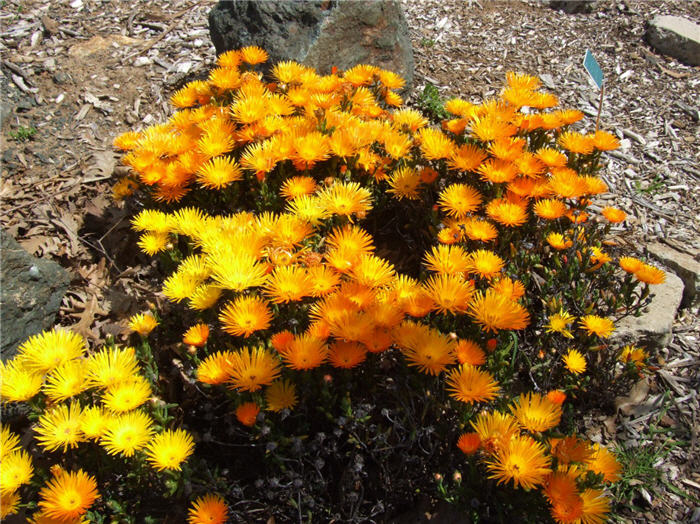 Plant photo of: Lampranthus aurantiacus