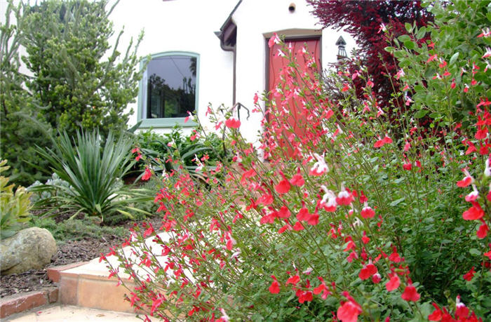 Plant photo of: Salvia greggii 'Red Star'