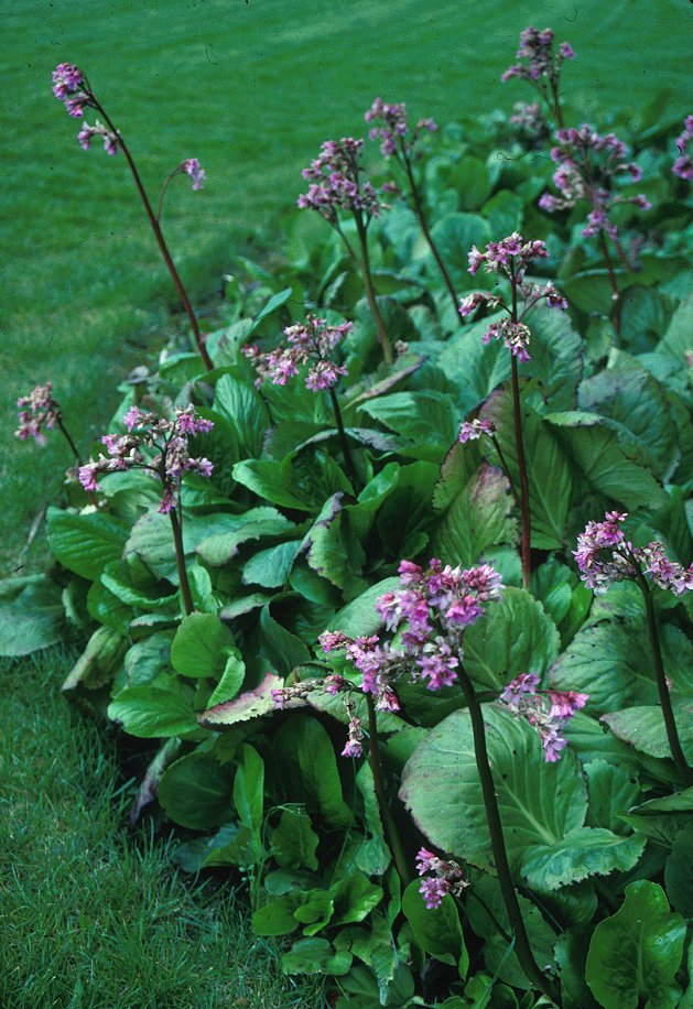 Plant photo of: Bergenia hybrids