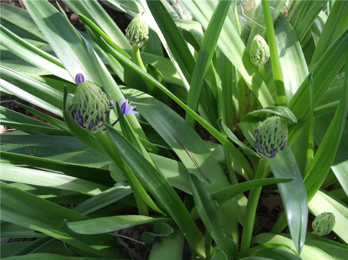 Plant photo of: Scilla peruviana