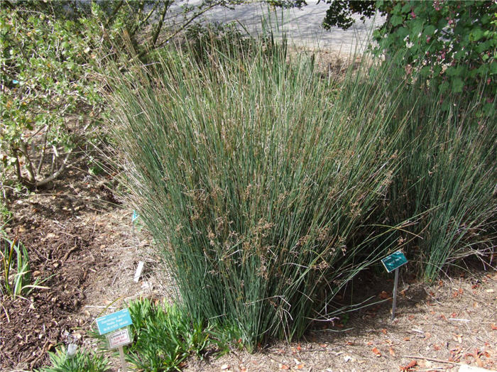 Plant photo of: Juncus patens