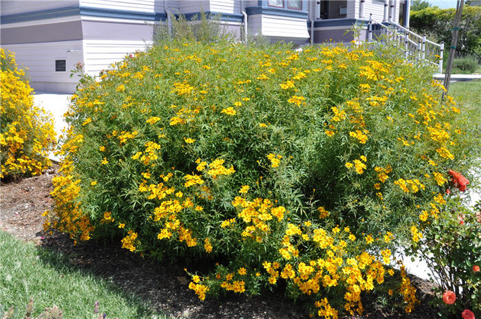 Plant photo of: Tagetes lemmonii